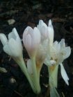 Colchicum autumnale 'Album' Syysmyrkkylilja