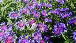 Centaurea montana Василёк горный