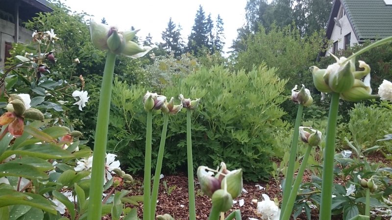 Allium fistulosum var bulbosum