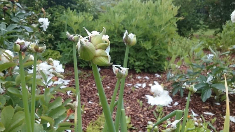 Allium fistulosum var bulbosum