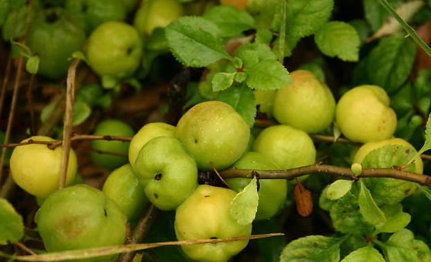 Chaenomeles japonica Japaninruusukvitteni