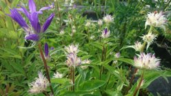 Campanula glomerata 'Genti Twisterbell’ Peurankello