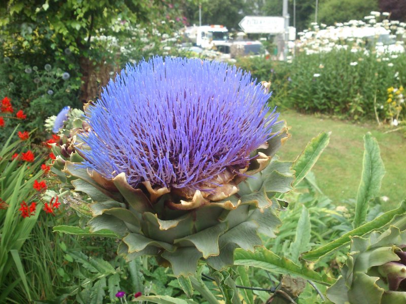 Cynara scolymus Latva-artisokka