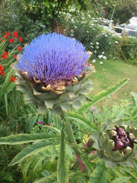 Cynara scolymus Latva-artisokka