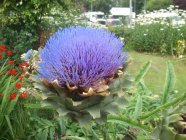 Cynara scolymus Артишок