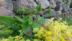 Plantago major 'Rosularia'