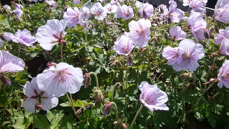 Geranium himalayense 'Derrick Cook' Suureõieline kurereha