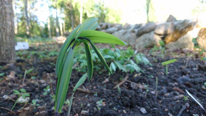 Uvularia perfoliata