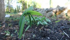 Uvularia perfoliata Hentokielokki