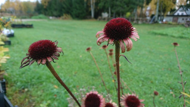 Echinacea purpurea 'Caribbean Green'