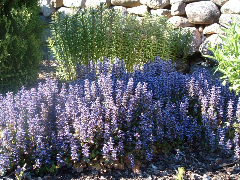 Ajuga reptans 'Atropurpurea' Roomav akakapsas