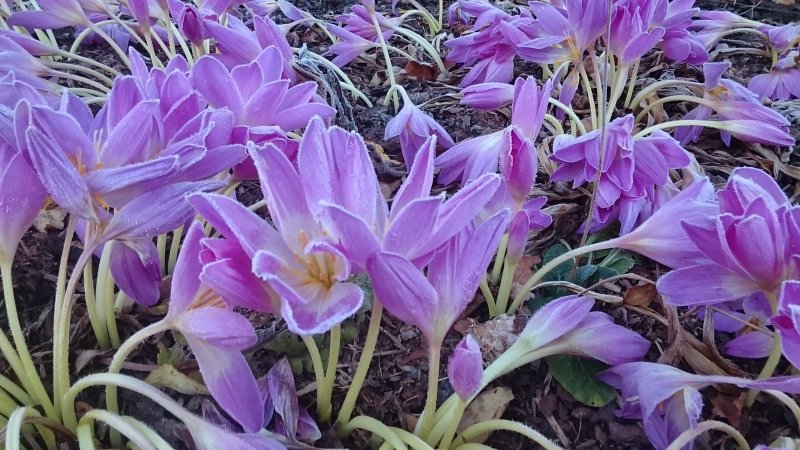 Colchicum autumnale Harilik sügislill