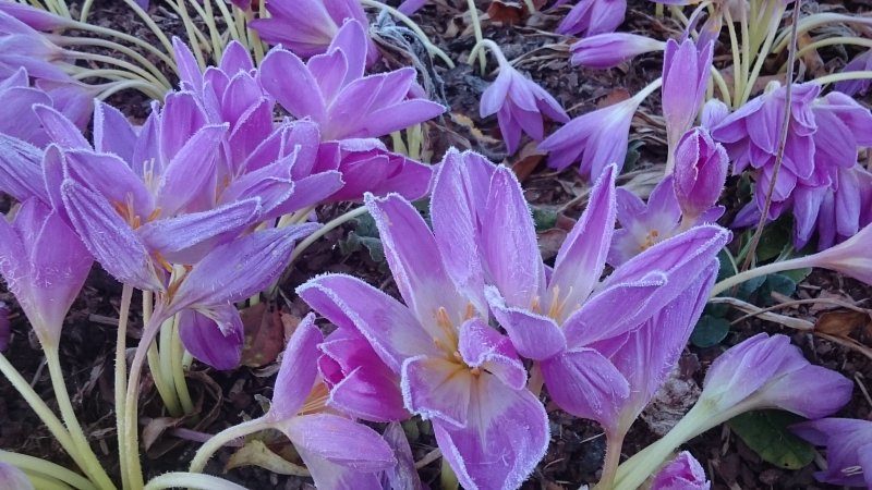 Colchicum autumnale Syysmyrkkylilja