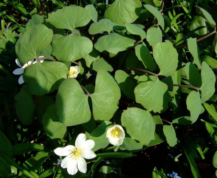 Jeffersonia diphylla Kahelehine džefersoonia