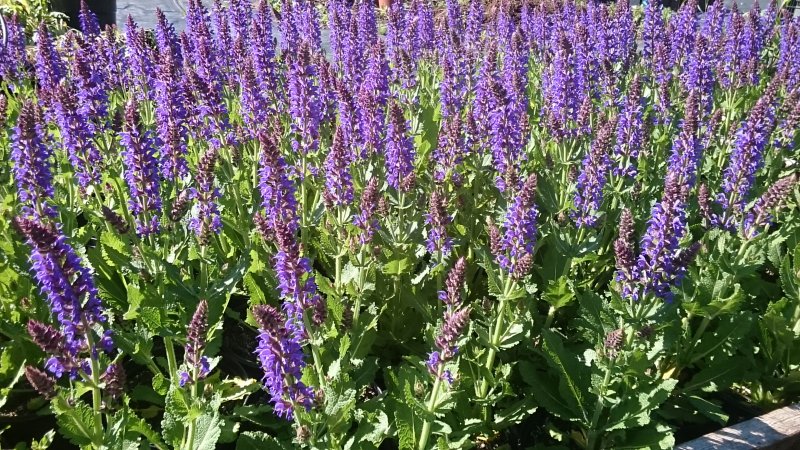 Salvia x superba 'April Night' Oivaline salvei