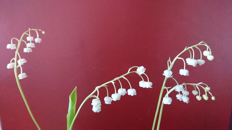 Convallaria majalis 'Grandiflora' Kielo