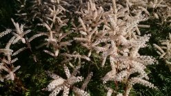 Aruncus aethusifolius 'Opulenz'