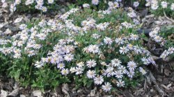 Aster ageratoides var adustus 'Nanus' Päsmasaster