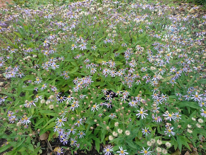 Aster microcephalus var.ovatus f.yezoensis Астра агератовидная