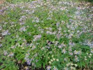 Aster microcephalus var.ovatus f.yezoensis Päsmasaster