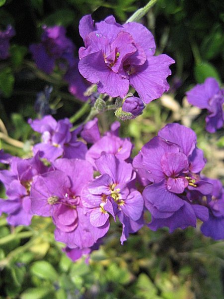 Aubrieta 'Sauerland' Sinipadjake