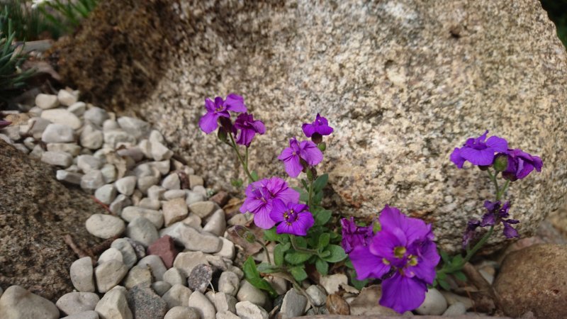 Aubrieta 'Sauerland' Sinipadjake