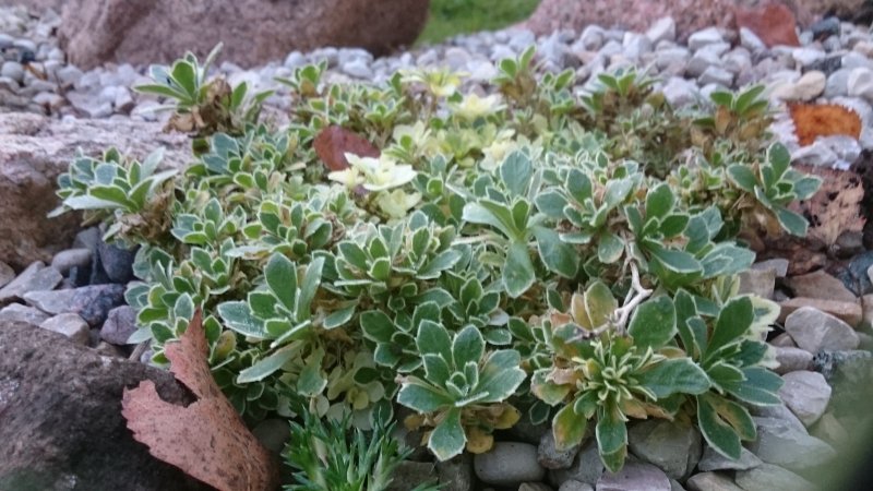 Aubrieta 'Silberland' Tarharistikki