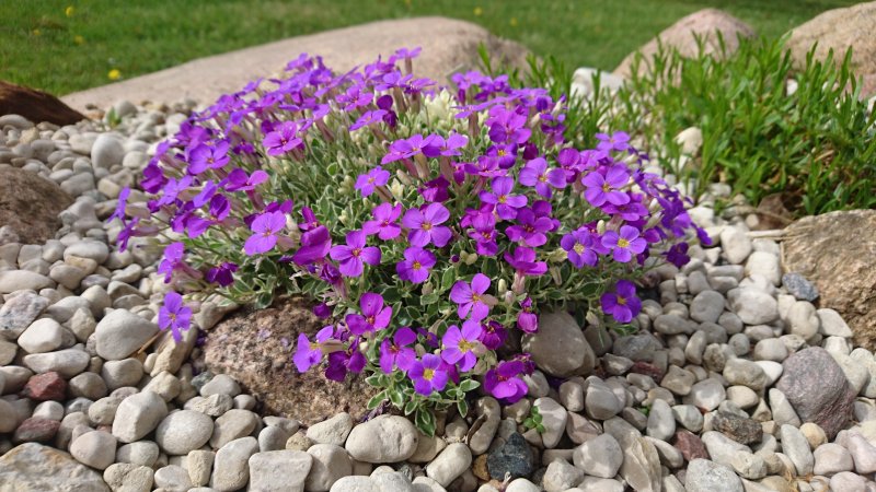 Aubrieta 'Silberland' Sinipadjake