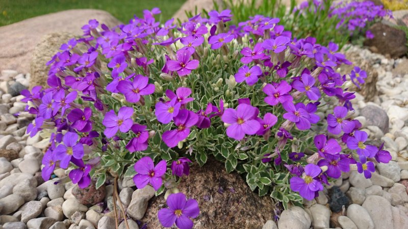 Aubrieta 'Silberland' Sinipadjake