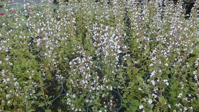 Calamintha nepeta 'Triumphator' naiste kivimünt