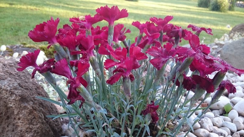 Dianthus gratianopolitanus 'Badenia'