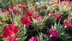 Dianthus gratianopolitanus 'Badenia' Tarhavuorineilikka