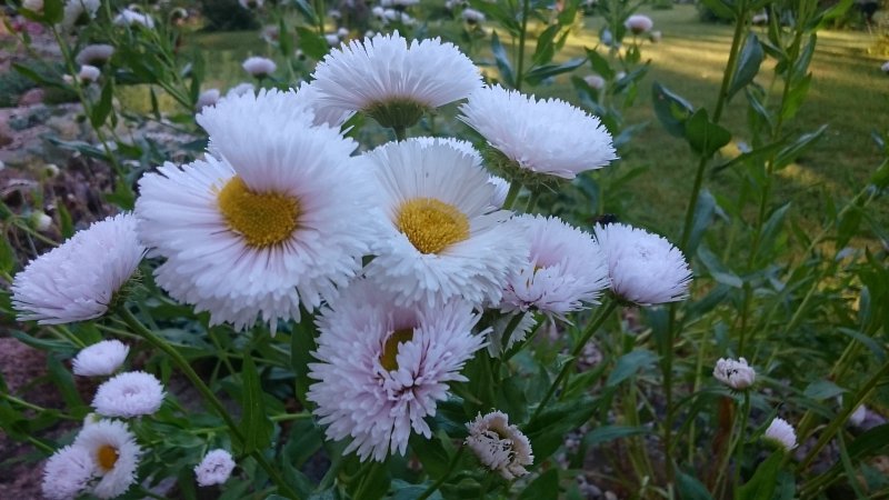 Erigeron 'Professor Korodi' Õnnehein