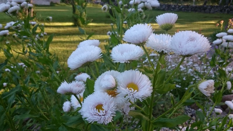 Erigeron 'Professor Korodi' Õnnehein