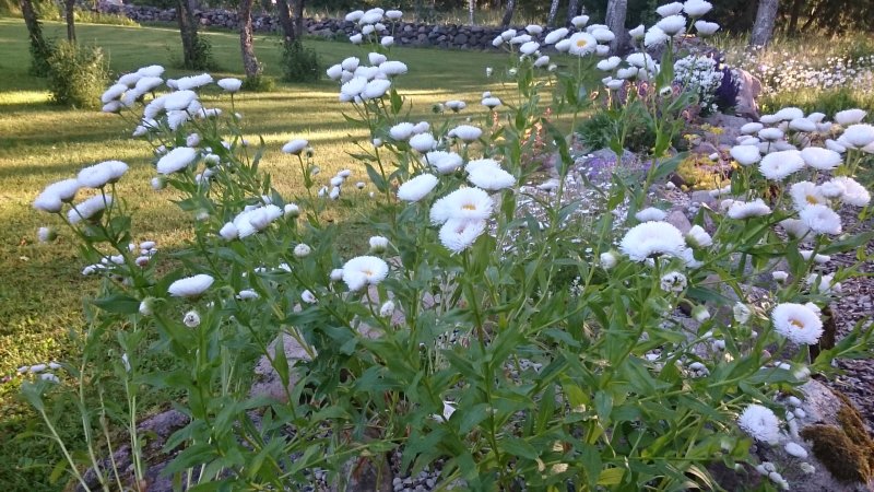 Erigeron 'Professor Korodi' Õnnehein