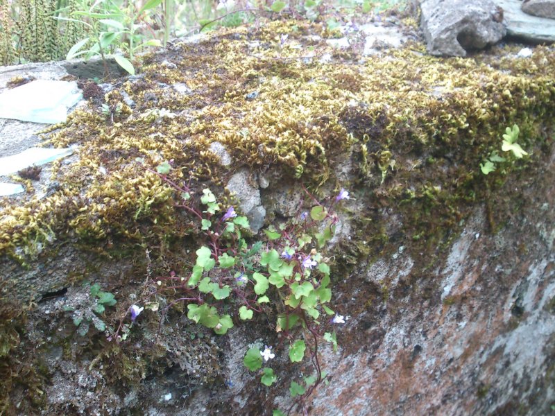 Cymbalaria muralis