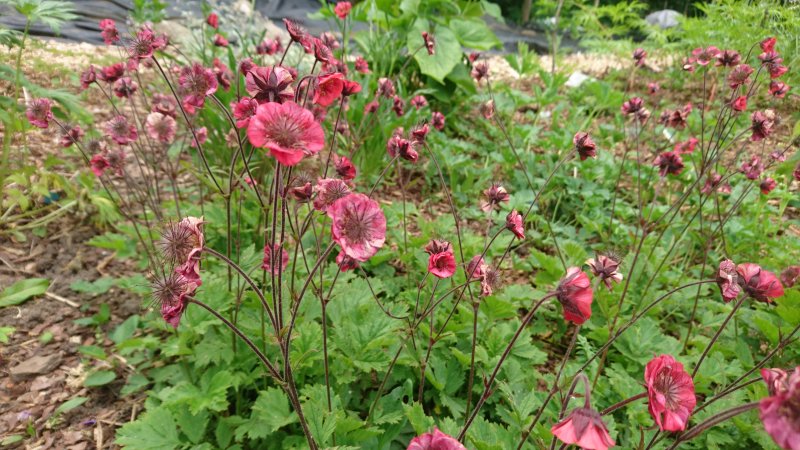 Geum rivale 'Flames of Passion'