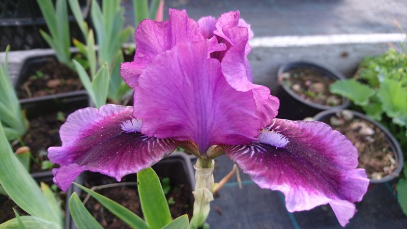 Iris x germanica nana 'Fairy Ballet' Tarhakurjenmiekka