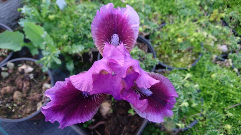 Iris x germanica nana 'Fairy Ballet' Ирис низкий