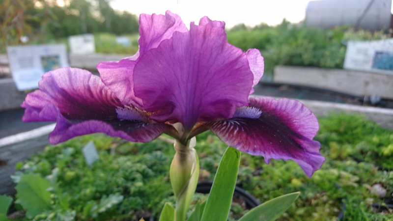 Iris x germanica nana 'Fairy Ballet' Tarhakurjenmiekka