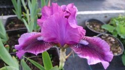 Iris x germanica nana 'Fairy Ballet' Ирис низкий