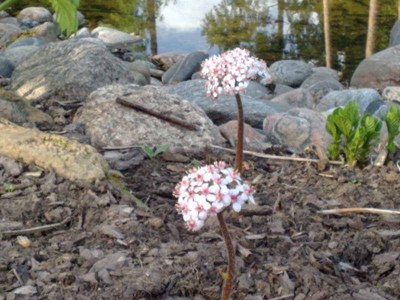 Darmera peltata Kilpleht