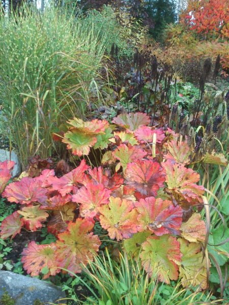 Darmera peltata Kilpleht