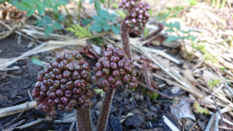 Darmera peltata Kilpirikko