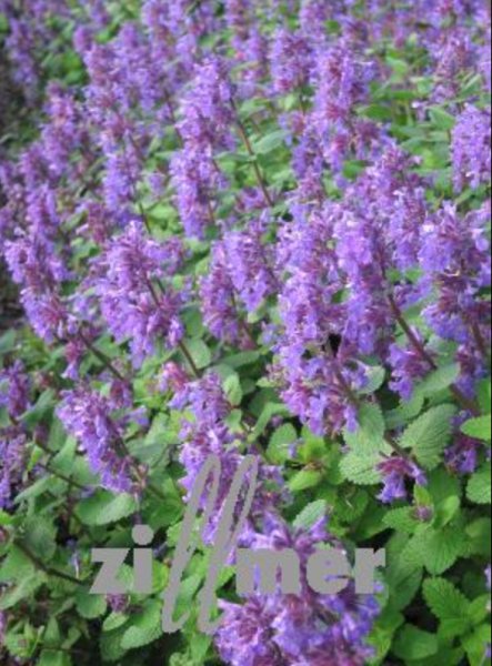 Nepeta racemosa 'Odeur Citron'