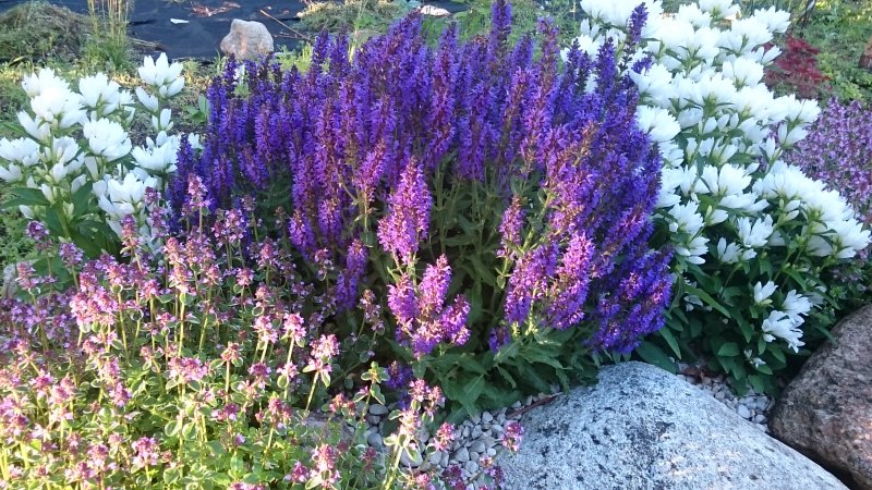 Salvia nemorosa 'Marcus' Lehtosalvia