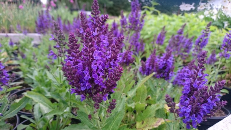 Salvia nemorosa 'Marcus' Metssalvei