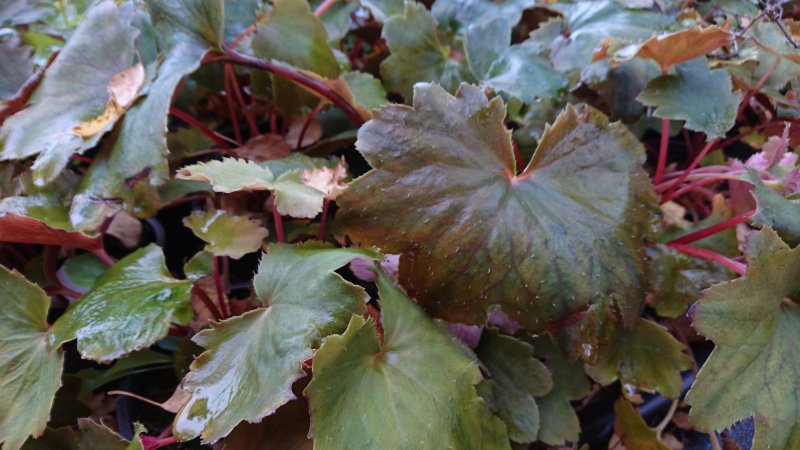 Saxifraga cortusifolia 'Wada' Kortuusilehine kivirik