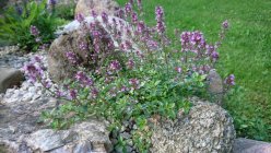 Thymus pulegioides 'Foxley' Paljalehine liivatee