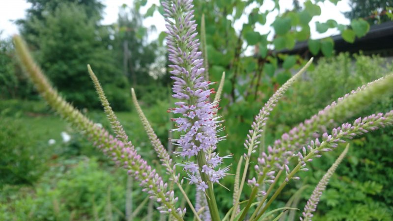 Veronicastrum virginicum 'Lavendelturm' Вероника́струм вирги́нский